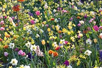 Narcissus, Tulipa, Hyacinthus, Fritillaria imperialis 