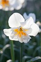 Narcissus Delta 