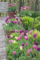 Bed with tulips and perennials, Tulipa Jazz, Tulipa Victoria's Secret, Tulipa Elegant Lady, Tulipa China Pink, Tulipa Playgirl 