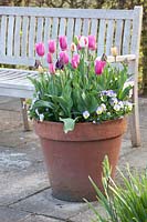 Tulips in pots, Tulipa Jazz, Tulipa Victoria's Secret, Tulipa China Pink, Tulipa Playgirl Viola 