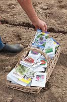 Sowing Annuals, Stillife 