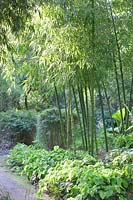 Bamboo, Phyllostachys prominens, Epimedium 