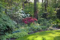 Woodland garden, Azalea, Rhododendron, Viburnum plicatum Mariesii, Viburnum rotundifolium, Hosta tardiana Halcyon, Adiantum venustum 
