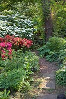 Woodland garden, Azalea, Rhododendron, Viburnum plivatum Mariesii, Viburnum rotundifolium 