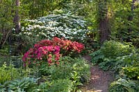 Woodland garden with Azalea, Rhododendron, Viburnum plivatum Mariesii, Viburnum rotundifolium, Hosta 