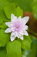 Portrait of diamond anemone, Anemonella thalictroides Oscar Schoaf 