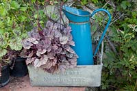 Still life with heuchera, calamus 