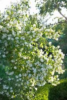 Common jasmine in the garden, Philadelphus coronarius 