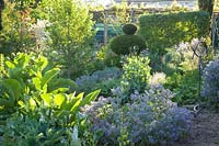 Vegetable garden with horseradish and borage, Armoracia rusticana, Borago officinalis 