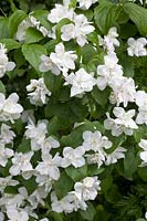 Portrait of Common Jasmine, Philadelphus coronarius 