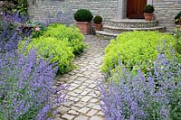 Lady's mantle and catnip, Alchemilla mollis, Nepeta faassenii Walker's Low 