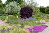 Gravel garden, Thymus serpyllum Coccineus, Cotinus coggygria, Pyrus salicifolia Pendula, Salvia nemorosa 