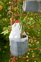 Herbs planted in plastic bottle, Cymbopogon citratus 