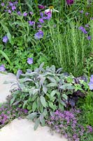 Perennials and herbs along the wayside, Geranium Rozanne, Verbena rigida, Rosmarinus, Thymus serpyllum, Anthemis nobilis, Salvia officinalis Purpurascens 