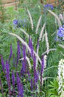 Ammi visnaga Green Mist, Pennisetum orientale Tall Tails, Salvia nemorosa Caradonna 