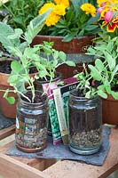 Growing peas in jars, Pisum sativum 