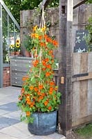 Pot with nasturtium, Tropaeolum 