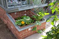 Zucchini and pumpkin in the cold frame, Cucurbita pepo Eight Ball 