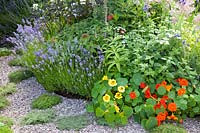 Herb bed with Tropaeolum majus, Lavandula Cedar Blue, Melissa officinalis, Tanacetum parthenium, Salvia elegans Tangerine 