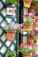 Pot parade with balcony plants, Pelargonium 