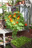 Nasturtium and young plants Asian lettuce in the greenhouse, Brassica rapa, Tropaelum majus 