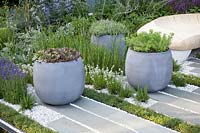 Pot with houseleek, Sempervivum 