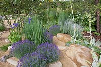 Gravel Garden, Lavandula Hidcote, Verbascum bombyciferum, Panicum virgatum Northwind, Pratia pedunculata Country Park, Perovskia atriplicifolia Blue Spire 