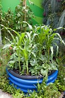 Zucchini and corn in planter made from old drainage pipes, Cucurbita pepo, Zea mays 