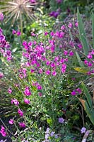 Sage, Salvia jamensis 