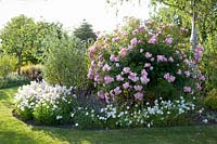 Bed with roses and evening primrose, Rosa Bonica, Oenothera speciosa Woodside White 