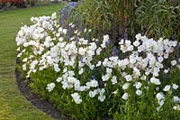 Bed with evening primrose, Oenothera speciosa Woodside White 
