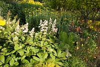 Achillea Coronation Gold, Rodgersia podophylla 