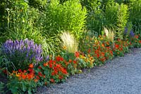 Bed with nasturtium, sage and feather grass, Tropaeolum majus, Salvia sylvestris Blauhügel, Nasella tenuissima 