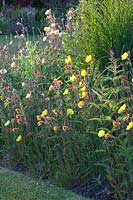 Evening primrose, Oenothera 
