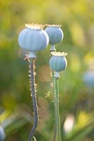 Seed head of opium poppy with spider web, Papaver somniferum 