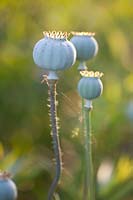 Seed head of opium poppy, Papaver somniferum 