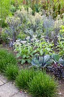 Cottage garden with cabbage and borage, Brassica oleracea, Borago officinalis, Allium senescens 