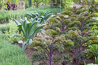 Kale and palm cabbage, Brassica oleracea, Allium senescenss 