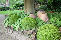 Boxwood and cranesbill under tree, Buxus, Geranium macrorrhizum 