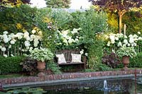 Arbor with sweet peas and hydrangeas, Lathyrus odoratus, Hydrangea arborescens Annabelle 