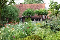 Bed with perennials and annuals, Cleome spinosa, Hemerocallis, Erigeron annuus, Zinnia, Crocosmia Lucifer, Platanus, roof tree 