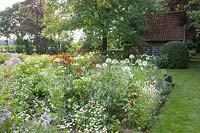 Bed with perennials and annuals, Cleome spinosa, Erigeron annuus, Zinnia, Crocosmia Lucifer, Cosmos bipinnatus, Ammi majus, Platanus 