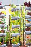 Recycled plastic bottles planted with lettuce 