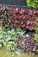 Plant wall with lettuce 