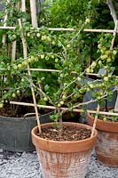 Gooseberry in pot, Ribes uva-crispa Leveller 
