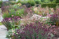 Origanum laevigatum Rose Dome, Echinacea purpurea, Gaura lindheimeri Siskiyou Pink, Achillea millefolium Apple Blossom 