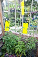 Yellow spots on tomatoes in the greenhouse 