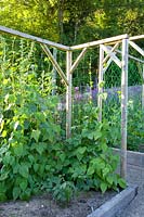 Runner beans on the trellis, Phaseolus vulgaris 