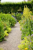 Gravel garden, Verbascum olympicum, Alchemilla mollis, Geranium Spinners, Scabiosa ochroleuca 