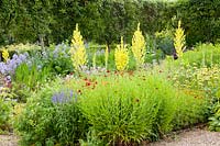 Gravel garden, Verbascum olympicum, Campanula lactiflora Pritchard's Variety, Phlomis russeliana, Helenium Moerheim Beauty 